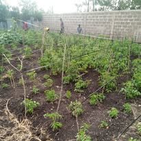 Nurturing Growth, Feeding Futures
