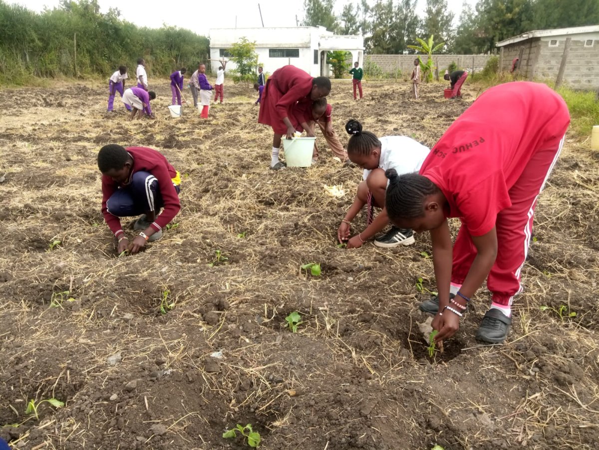 Pehucci planting season